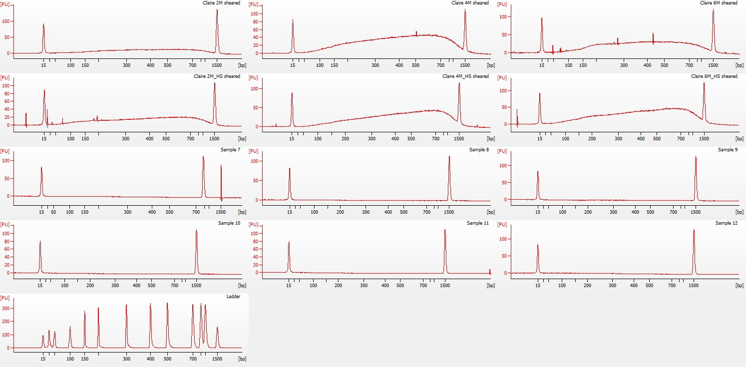 2100 Bioanalyzer electropherograms of Claire's sheared C.gigas DNA