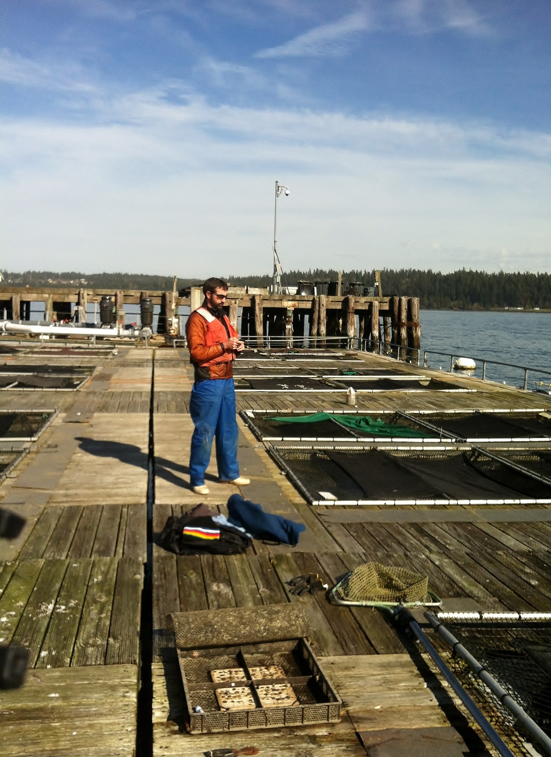 Steven tweeting about how awesome Olympia oysters are!