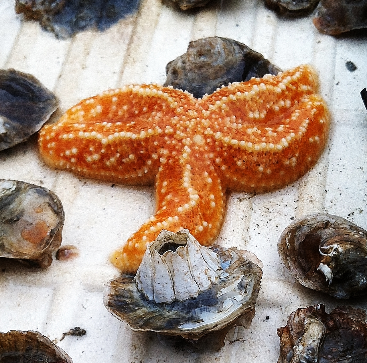 Starfish on my tiles. Little monster!