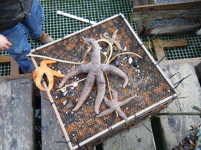 Sea Stars found on top of the trays