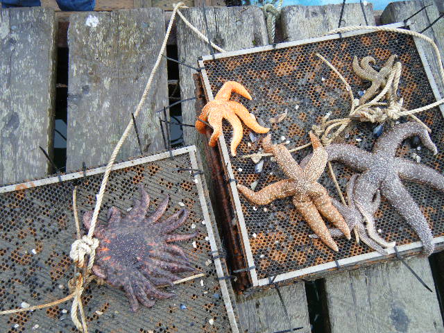 More sea stars including the super cool multileg one.