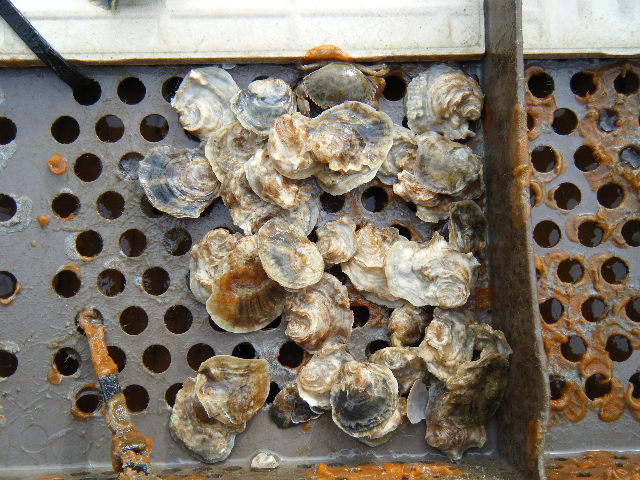 Oysters in the tray (Spot the Crab)