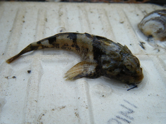 Sculpin found in Tray