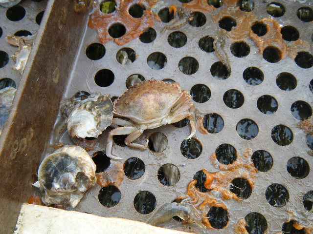 Crab found in tray. 