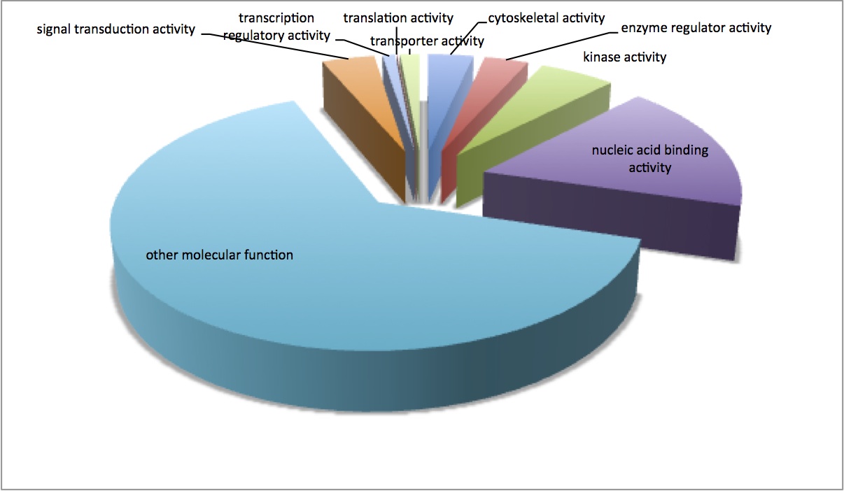 external image molecular%20function%20pie.jpg