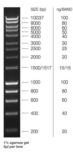 external image Bioline%20HyperLadderI.jpg