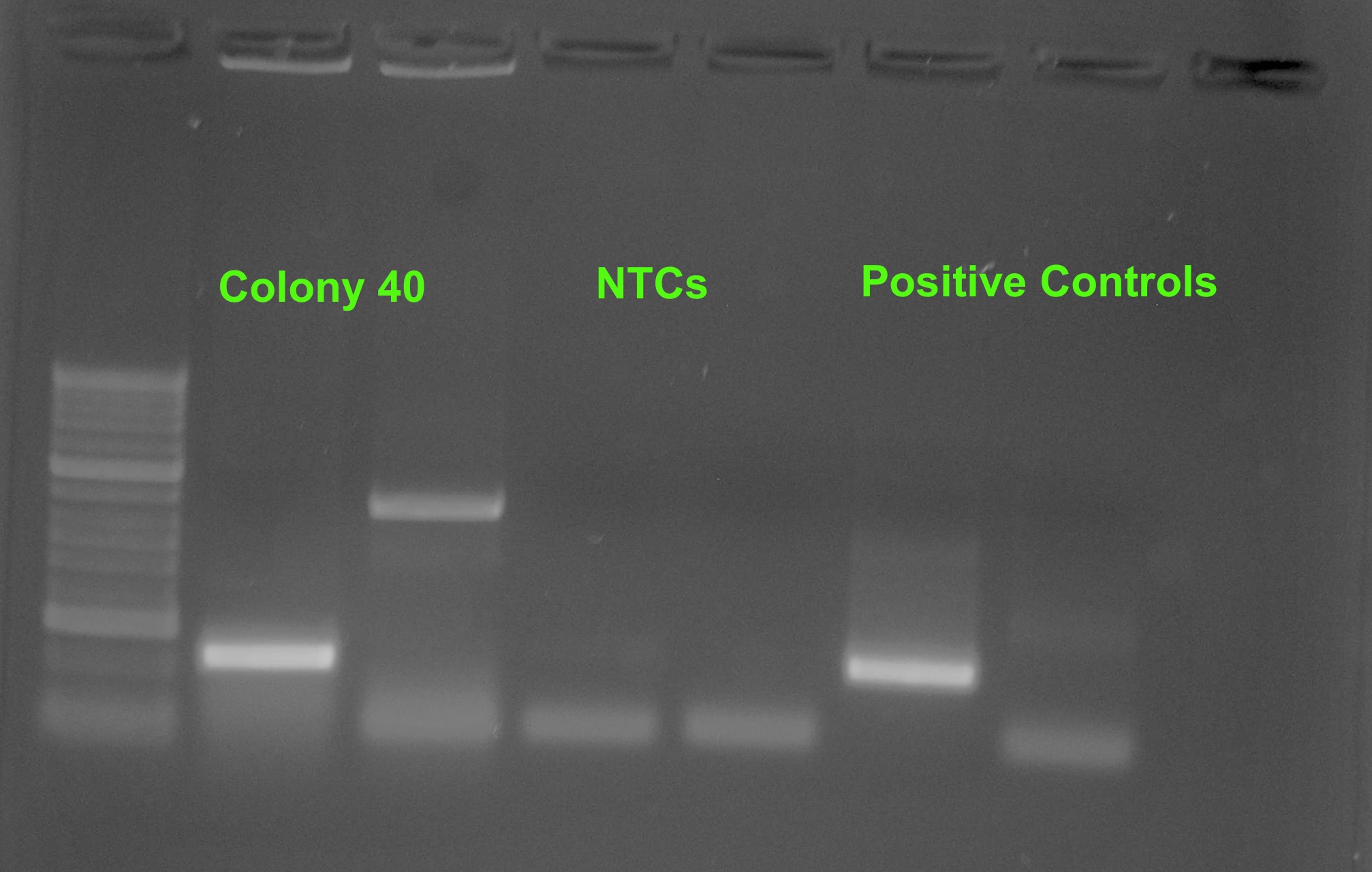 Pcr Cox Pgs Cloning Colony Screens From Yesterday Sam S Notebook