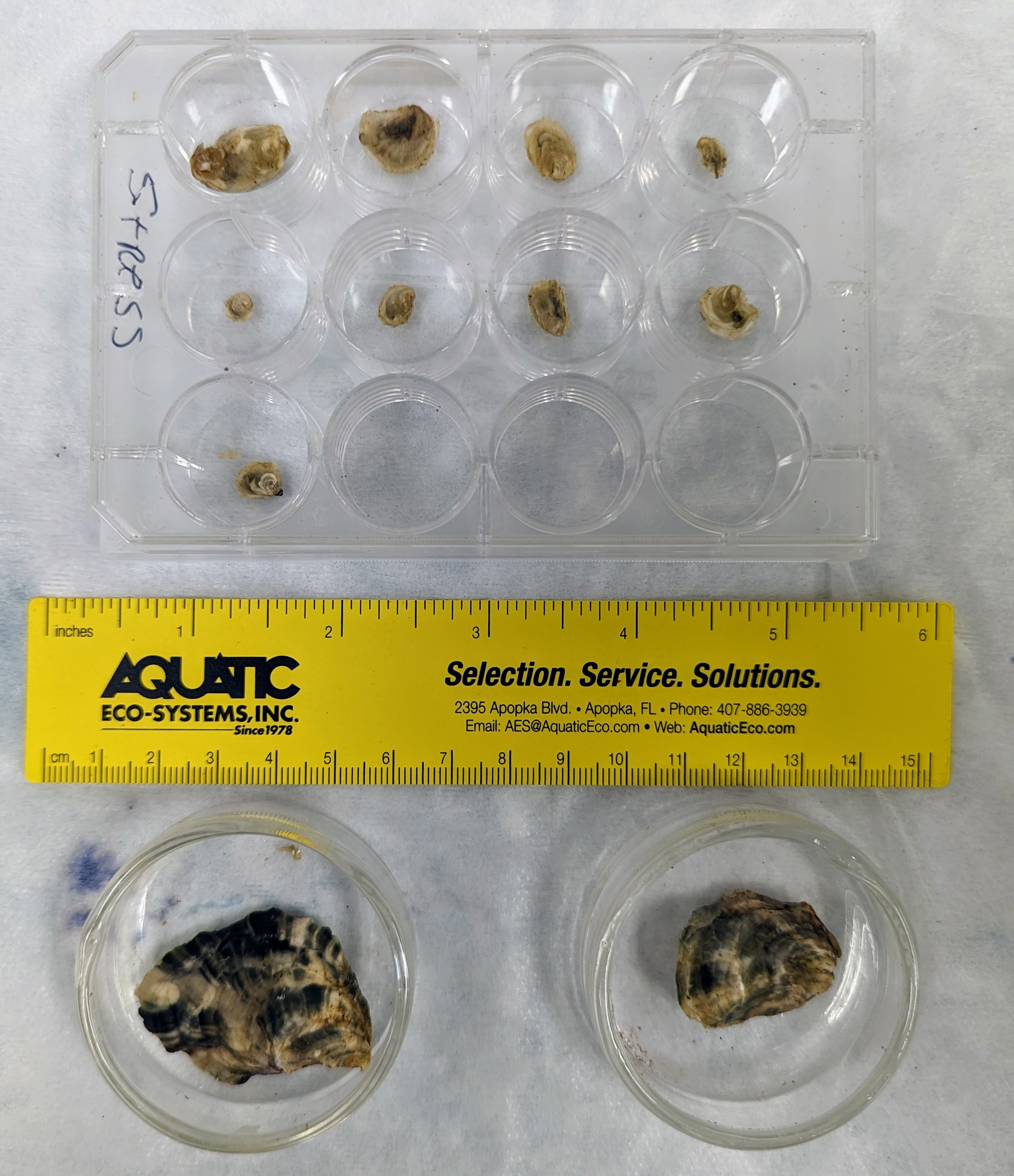 Oysters in 12-well plate, a ruler, and oysters in two glass Petri dishes.