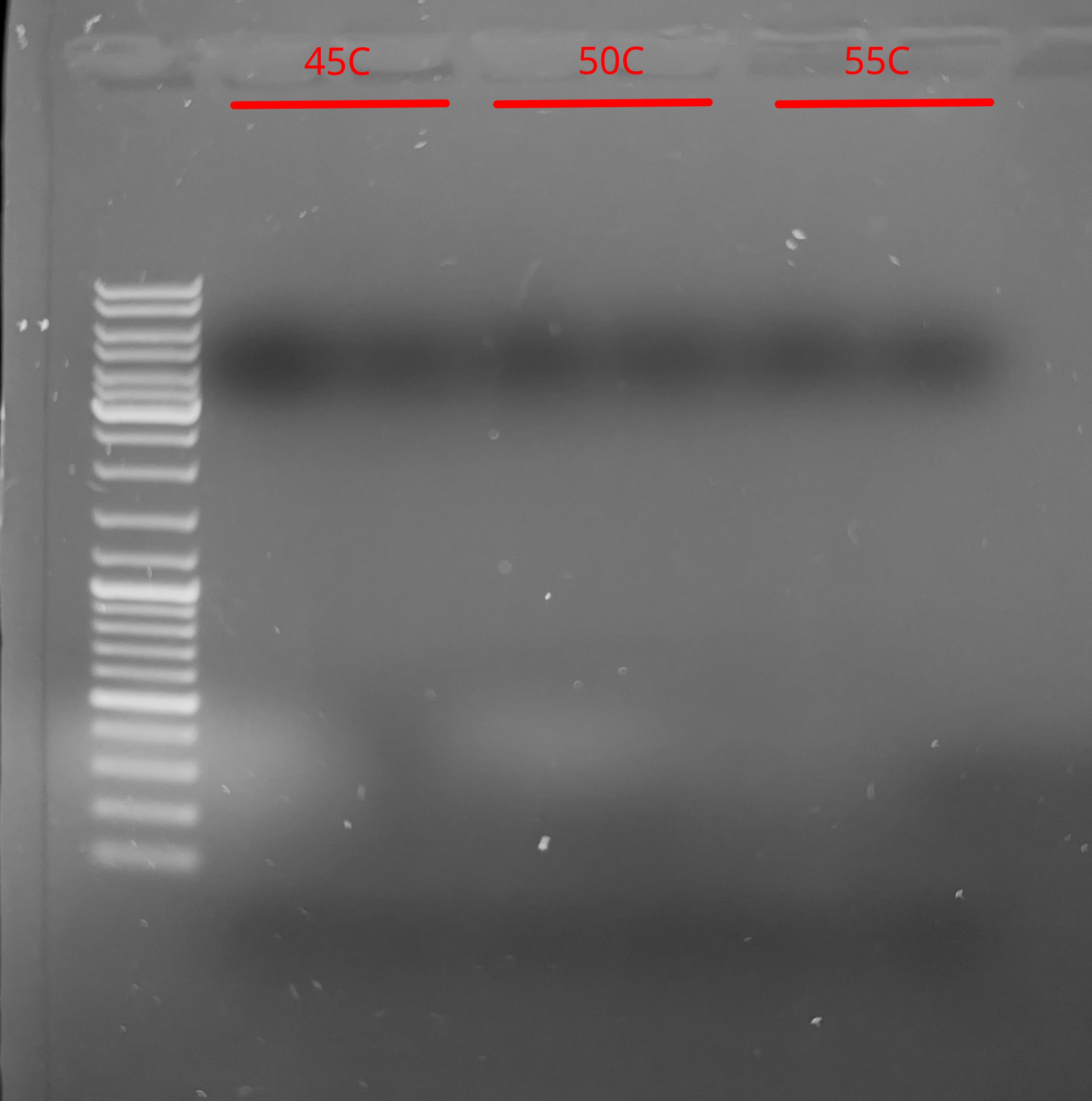 Agarose gel with labels of of 45<sup>o</sup>C, 50<sup>o</sup>C, and 55<sup>o</sup>C, indicating annealing temperatures