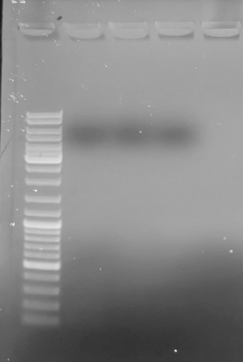 Agarose gel showing no amplificaiton in any of the three annealing temps.