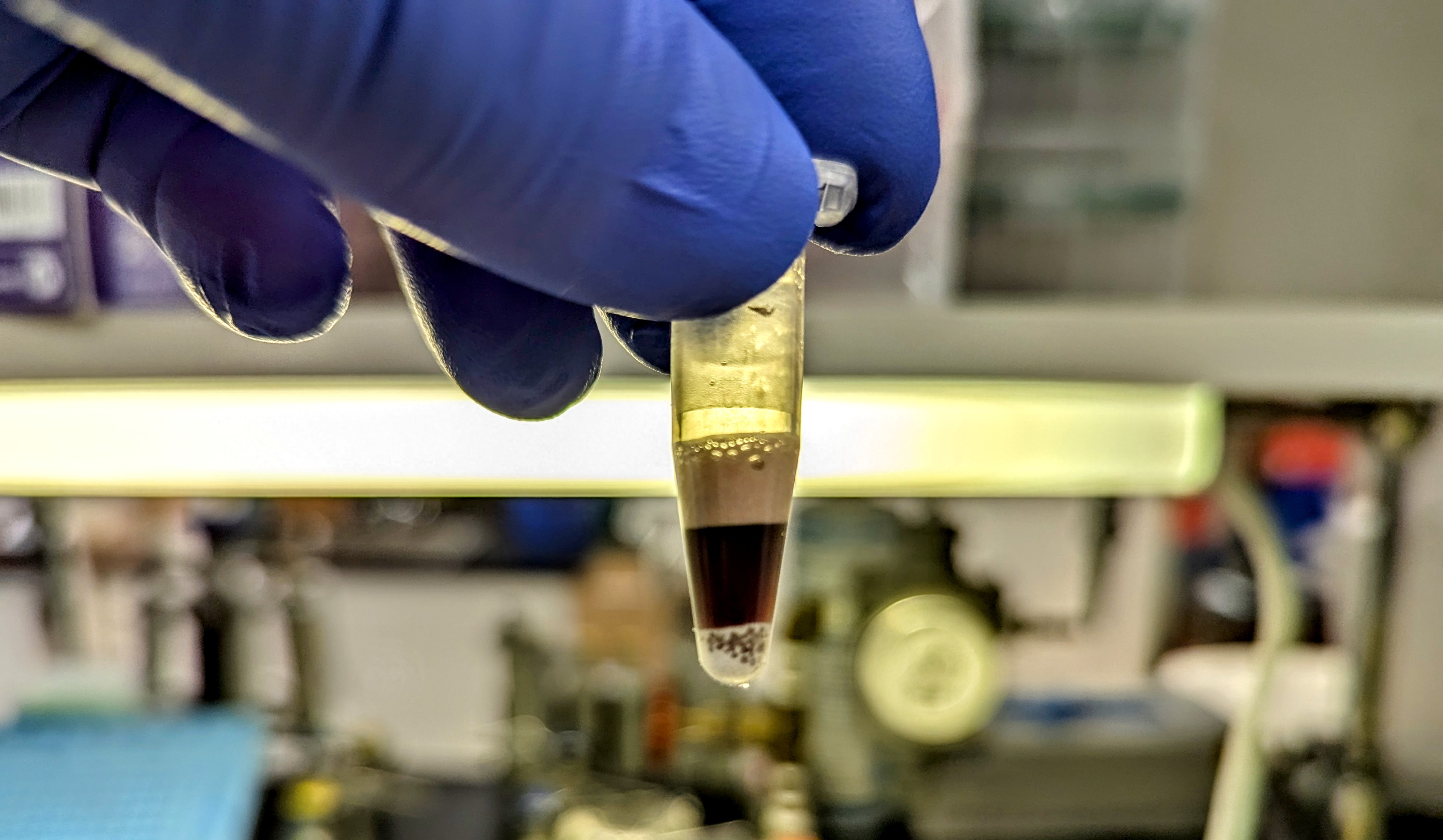 Blood after homogenization using the Bullet Blender.