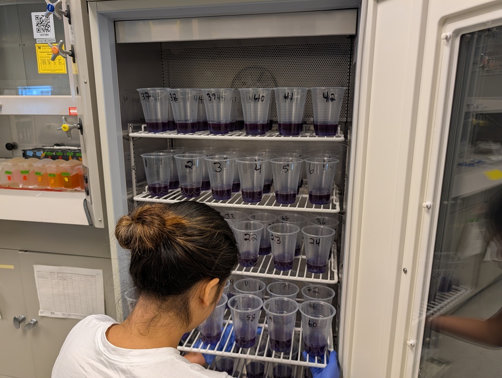 Image of undergrad loading tray of cups containing oysters and resazurin into incubator in Graham Young's lab